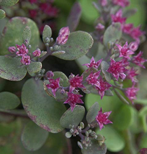 Pflaumen Fetthenne Lidakense - Sedum cauticola - Gartenpflanze von Baumschule