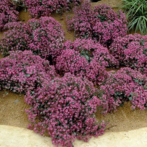 Pflaumen Fetthenne - großer Topf - Sedum cauticola - Gartenpflanze von Baumschule