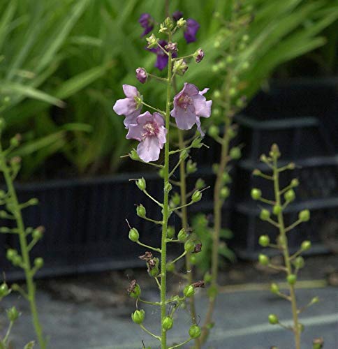 Phönizische Königskerze - Verbascum phoeniceum - Gartenpflanze von Baumschule