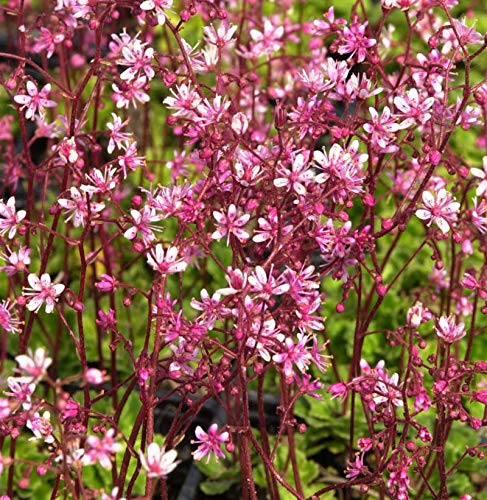 Porzellanblümchen Clarence Elliot - Saxifraga urbium - Gartenpflanze von Baumschule