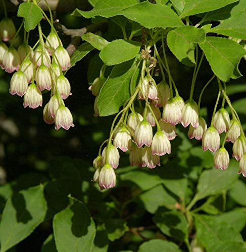 Prachtglocke 40-60cm - Enkianthus campanulatus - Gartenpflanze von Baumschule