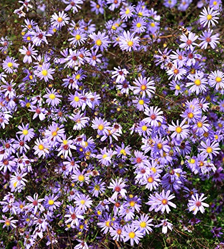 Prärie Aster - Aster turbinellus - Gartenpflanze von Baumschule