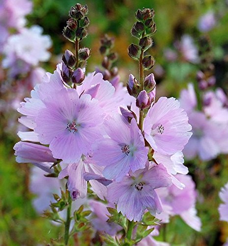 Prärie Malve Elsie Heugh - Sidalcea malviflora - Gartenpflanze von Baumschule
