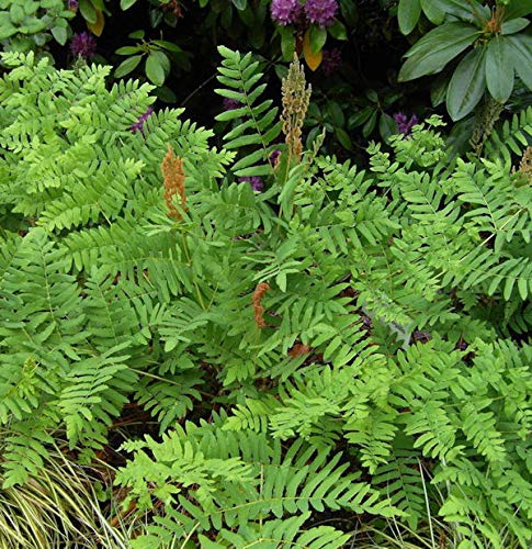 Purpur Königsfarn - Osmunda regalis Purpurascens - Gartenpflanze von Baumschule
