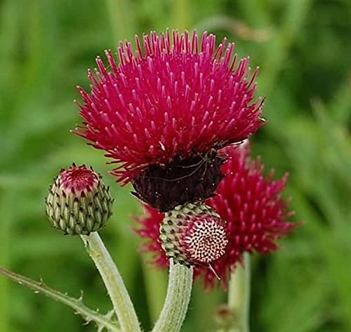 Purpur Kratzdistel - Cirsium rivulare - Gartenpflanze von Baumschule