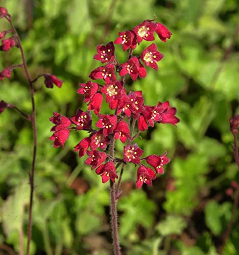 Purpurglöckchen Leuchtkäfer - Heuchera sanguinea - Gartenpflanze von Baumschule