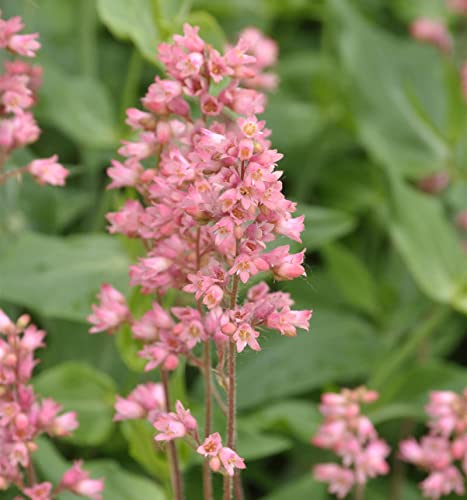 Purpurglöckchen Weserlachs - Heuchera brizoides - Gartenpflanze von Baumschule