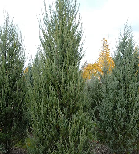 Raketenwacholder Skyrocket 40-60cm - Juniperus scopulorum - Gartenpflanze von Baumschule