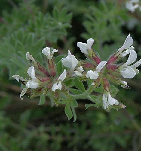 Rauhaarige Backenklee - großer Topf - Dorycnium hirsutum - Gartenpflanze von Baumschule