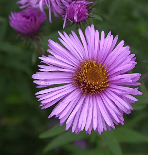 Rauhblattaster Barr Pink - Aster novae angliae - Gartenpflanze von Baumschule