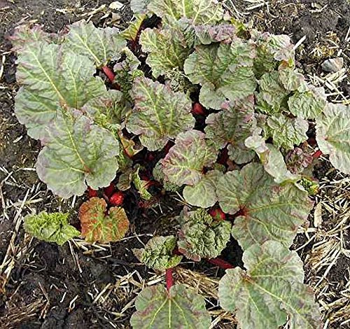 Rhabarber Holsteiner Blut - Rheum rhabarbarum - Gartenpflanze von Baumschule