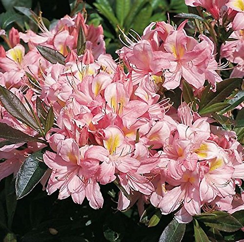 Rhododendron Juniduft 50-60cm - Rhododendron viscosum - Gartenpflanze von Baumschule