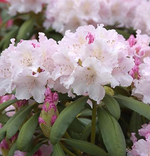 Rhododendron Schneewolke 25-30cm - Rhododendron Yakushimanum - Gartenpflanze von Baumschule