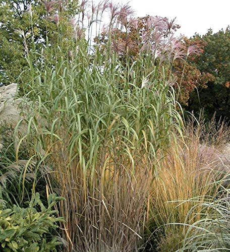 Riesenchinaschilf Elefantengras - XXXL Topf - Miscanthus floridulus - Gartenpflanze von Baumschule