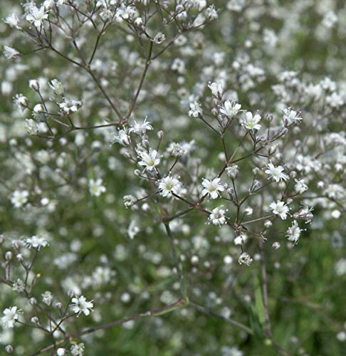 Riesenschleierkraut Schneeflocke - großer Topf - Gypsophila Paniculata - Gartenpflanze von Baumschule