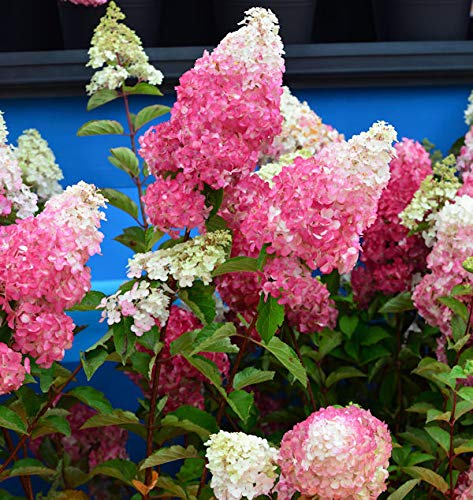 Rispenhortensie Fraise Melba 40-60cm - Hydrangea paniculata - Gartenpflanze von Baumschule