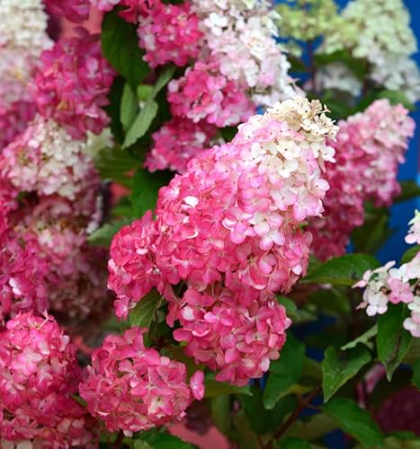 Rispenhortensie Pink and Rose 80-100cm - Hydrangea paniculata - Gartenpflanze von Baumschule