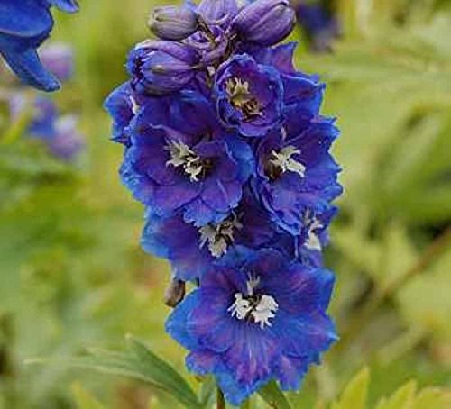 Rittersporn Blauer Zwerg - Delphinium grandiflorum - Gartenpflanze von Baumschule