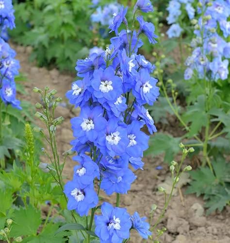 Rittersporn Jupiter Blue - großer Topf - Delphinium cultorum - Gartenpflanze von Baumschule