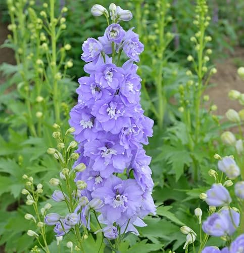 Rittersporn Jupiter Pink - großer Topf - Delphinium cultorum - Gartenpflanze von Baumschule