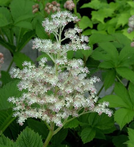 Rodgersie Die Anmutige - Rodgersia - Gartenpflanze von Baumschule