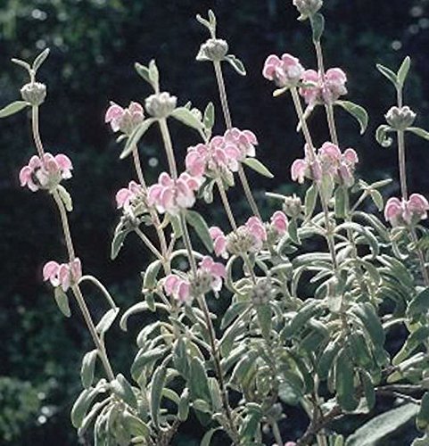 Rosa Brandkraut Bronze Flamingo - Phlomis tuberosa - Gartenpflanze von Baumschule