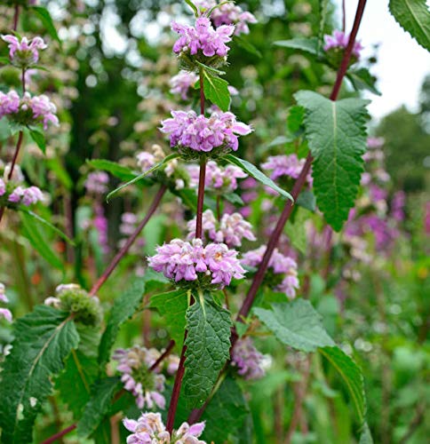 Rosa Brandkraut - Phlomis tuberosa - Gartenpflanze von Baumschule