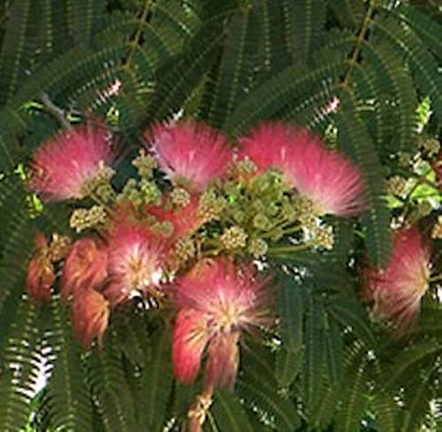 Rosa Seidenakazie - Schlafbaum 40-60cm - Albizia julibrissin - Gartenpflanze von Baumschule