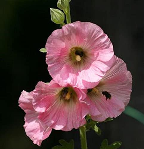 Rosa Stockrose - Alcea rosea - Gartenpflanze von Baumschule