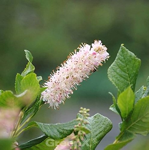 Rosa Zimterle Silberkerzenstrauch 60-80cm - Clethra alnifolia - Gartenpflanze von Baumschule