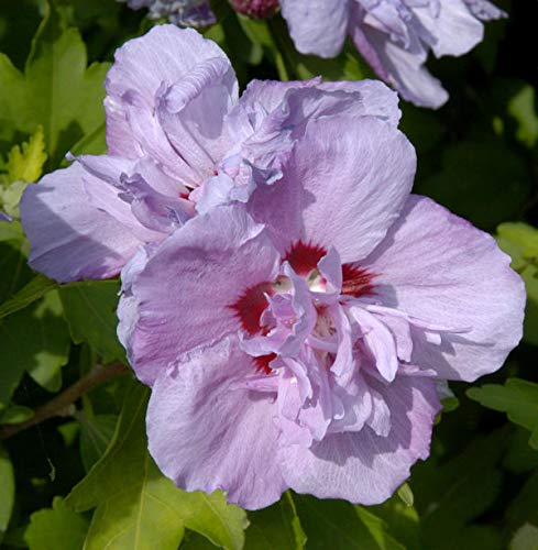 Rosen Eibisch Ardens 60-80cm - Hibiscus syriacus Rosen Eibisch Ardens 60-80cm - Hibiscus syriacus von Baumschule