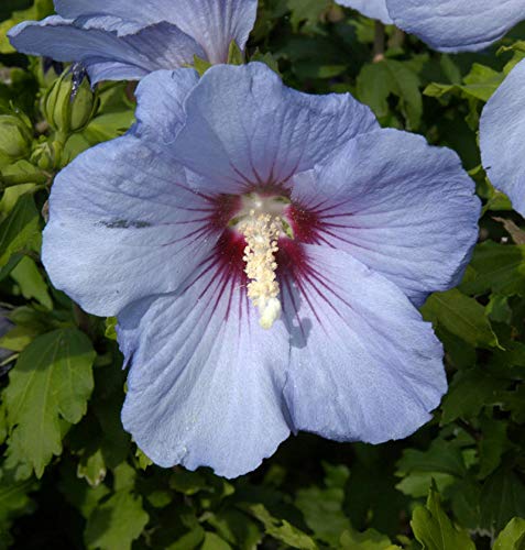 Rosen Eibisch Blue Bird 60-80cm - Hibiscus syriacus - Gartenpflanze von Baumschule