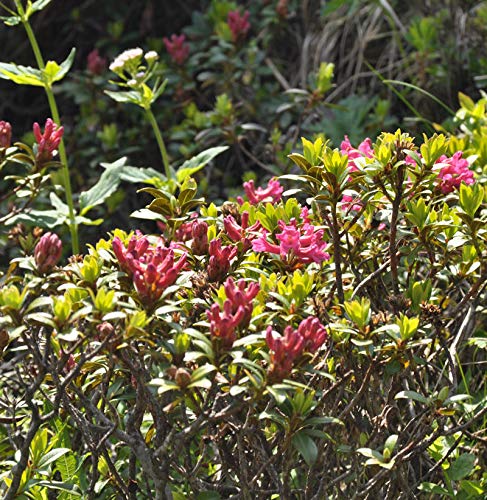 Rostblättrige Alpenrose 10-15cm - Rhododendron ferrugineum - Gartenpflanze von Baumschule