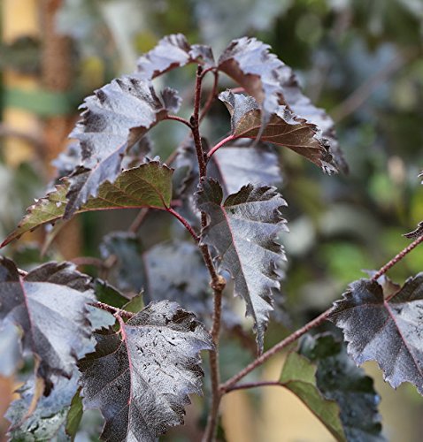 Rotblättrige Hängebirke Royal Frost 100-125cm - Betula pendula - Gartenpflanze von Baumschule