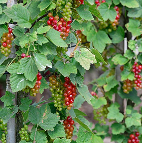 Rote Johannisbeere Rovada 30-40cm - Ribes rubrum - Gartenpflanze von Baumschule