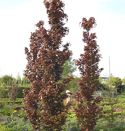 Rote Säulenbuche Rohan Obelisk 40-50cm - Fagus sylvatica - Gartenpflanze von Baumschule