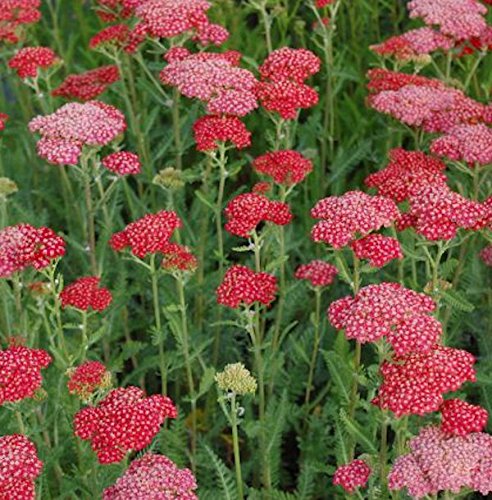 Rote Schafgarbe Belle Epoche - Achillea millefolium - Gartenpflanze von Baumschule