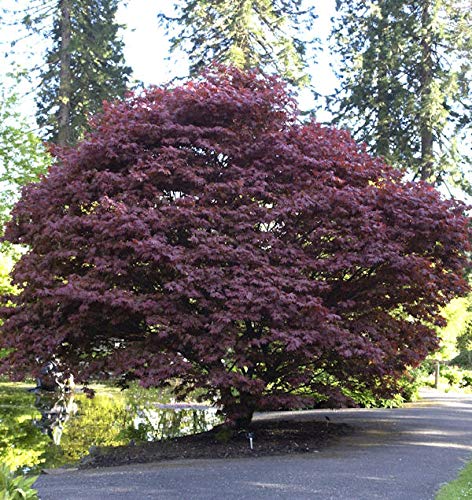Roter Fächerahorn 60-80cm - Acer palmatum Atropurpureum Roter Fächerahorn 60-80cm - Acer palmatum Atropurpureum von Baumschule