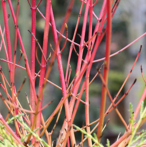 Roter Hartriegel 40-60cm - Cornus sanguinea - Gartenpflanze von Baumschule