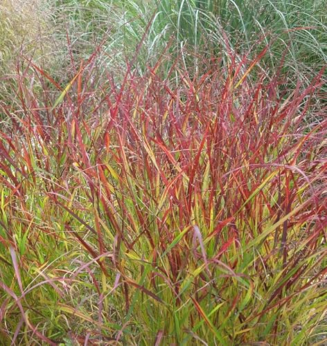 Rutenhirse Hot Rod - großer Topf - Panicum virgatum von Baumschule