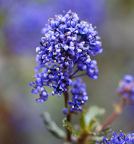 Säckelblume Blue Sapphire 20-30cm - Ceanothus impressus - Gartenpflanze von Baumschule