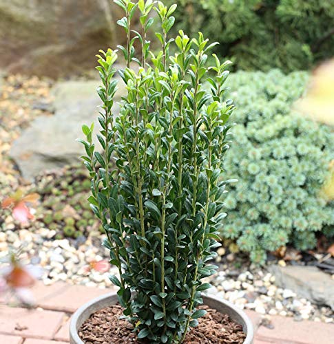 Säulen Bergilex Stechpalme 40-60cm - ilex crenata - Gartenpflanze von Baumschule