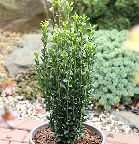 Säulen Bergilex Stechpalme 80-100cm - ilex crenata - Gartenpflanze von Baumschule