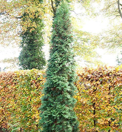 Säulen Lebensbaum 80-100cm - Thuja occidentalis - Gartenpflanze von Baumschule