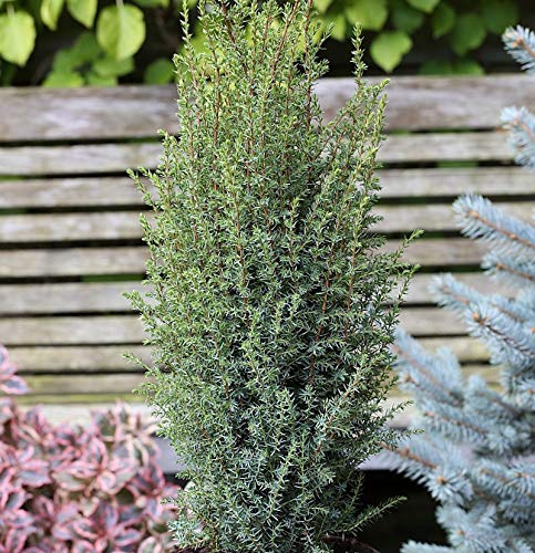 Säulen Wacholder Sentinel 80-100cm - Juniperus communis Säulen Wacholder Sentinel 80-100cm - Juniperus communis von Baumschule