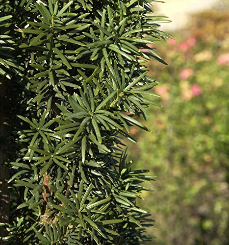 Säuleneibe 30-40cm - Taxus baccata Fastigiata Robusta - Gartenpflanze von Baumschule