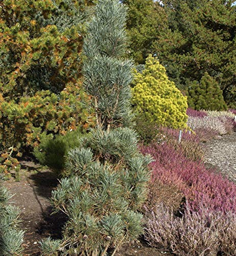 Säulenkiefer 80-100cm - Pinus sylvestris - Gartenpflanze von Baumschule