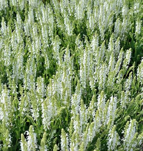 Salbei Synchro White - großer Topf - Salvia nemorosa - Gartenpflanze von Baumschule