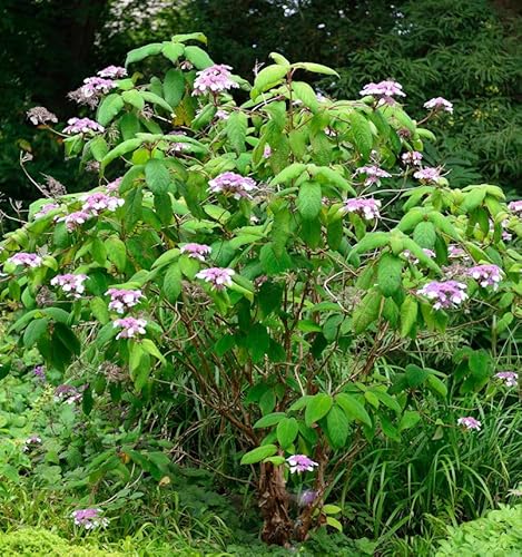 Samt-Hortensie 80-100cm - Hydrangea aspera Samt-Hortensie 80-100cm - Hydrangea aspera von Baumschule