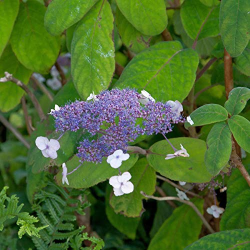 Samthortensie 40-60cm - Hydrangea sargentiana - Gartenpflanze von Baumschule